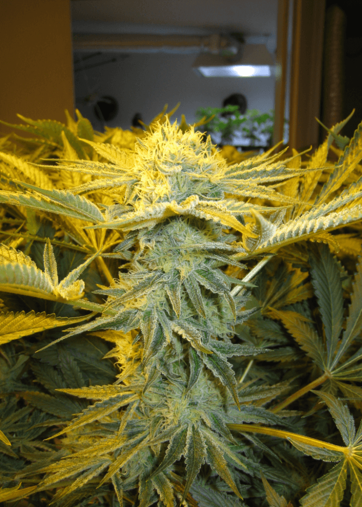 6 Weeks White Skunk18
