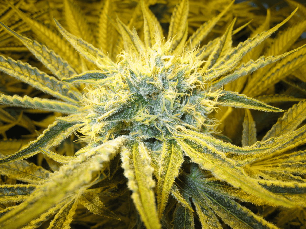 6 Weeks White Skunk19