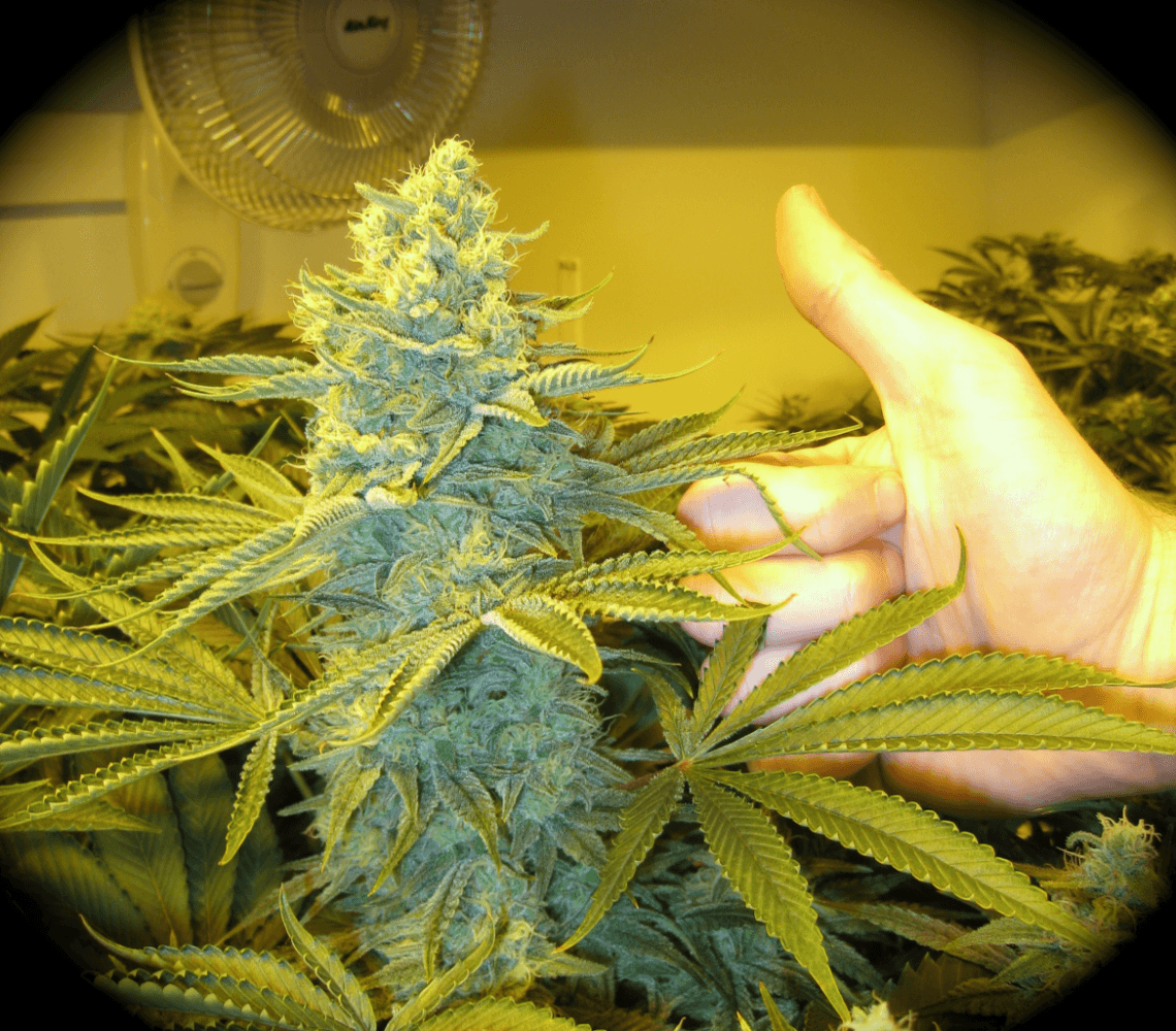 6 Weeks White Skunk20