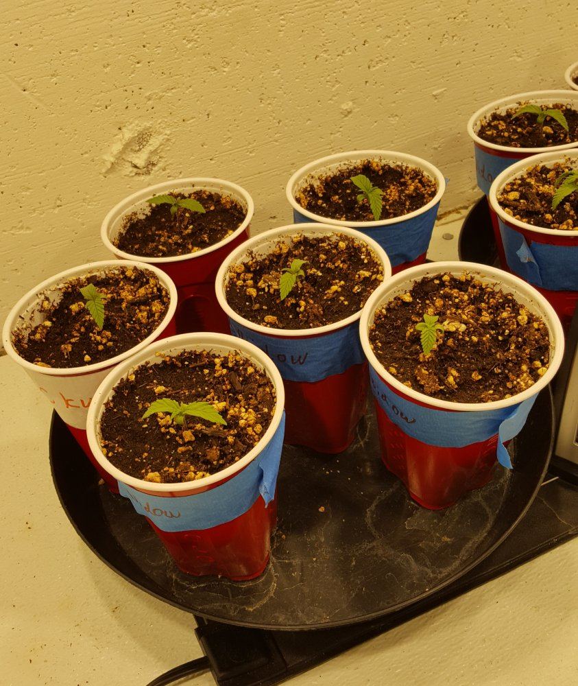 60 beans 12 plants rough start grow 2