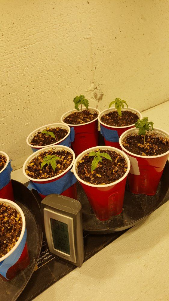 60 beans 12 plants rough start grow