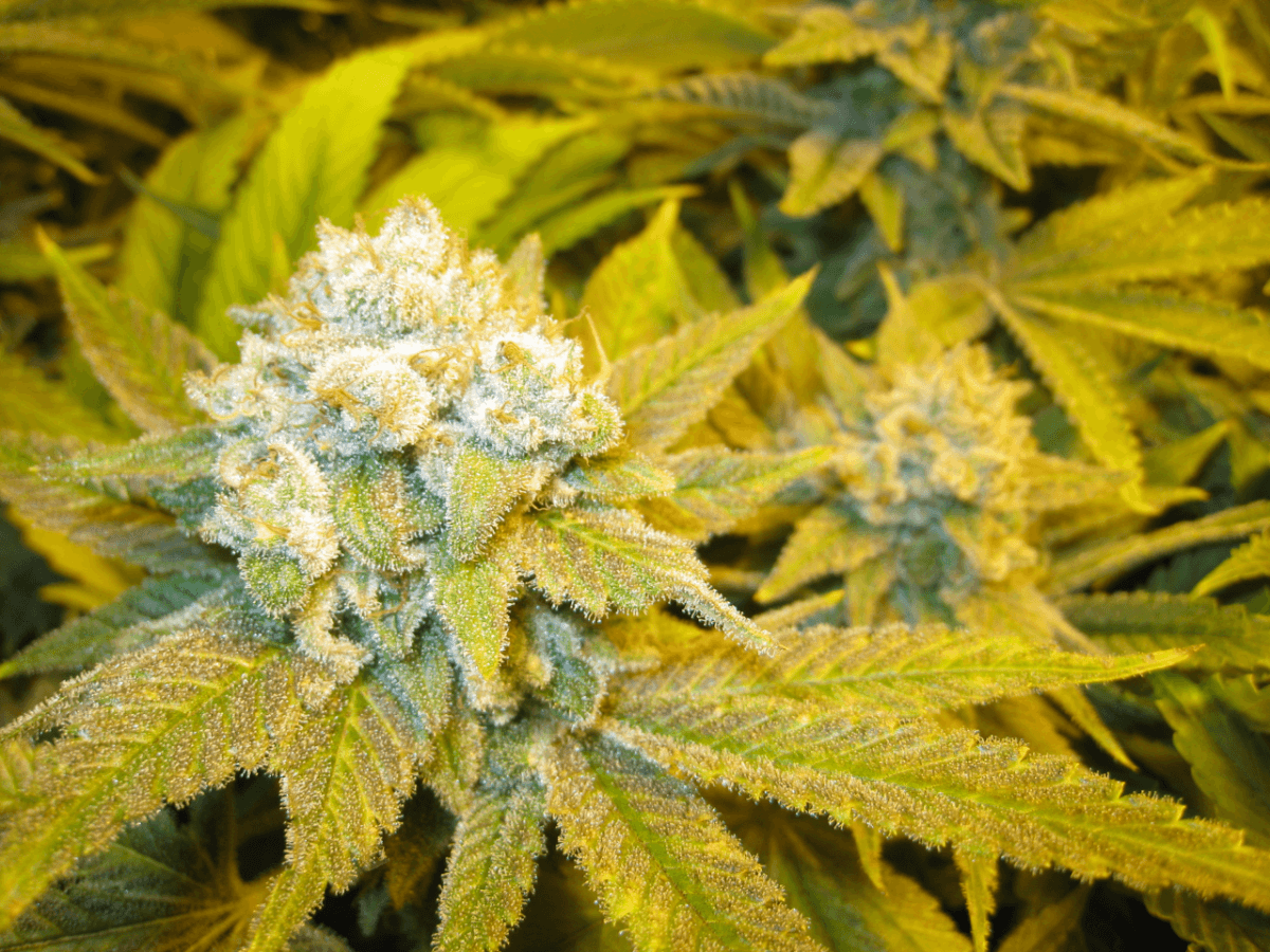 60 Days White Skunk1