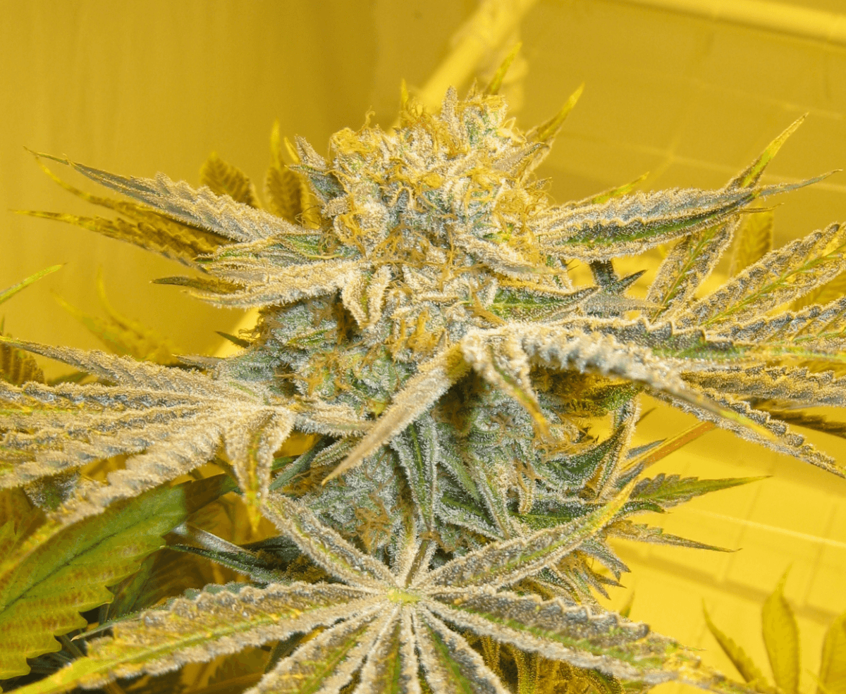 60 Days White Skunk2