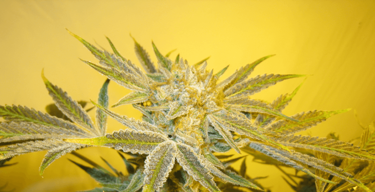 60 Days White Skunk3