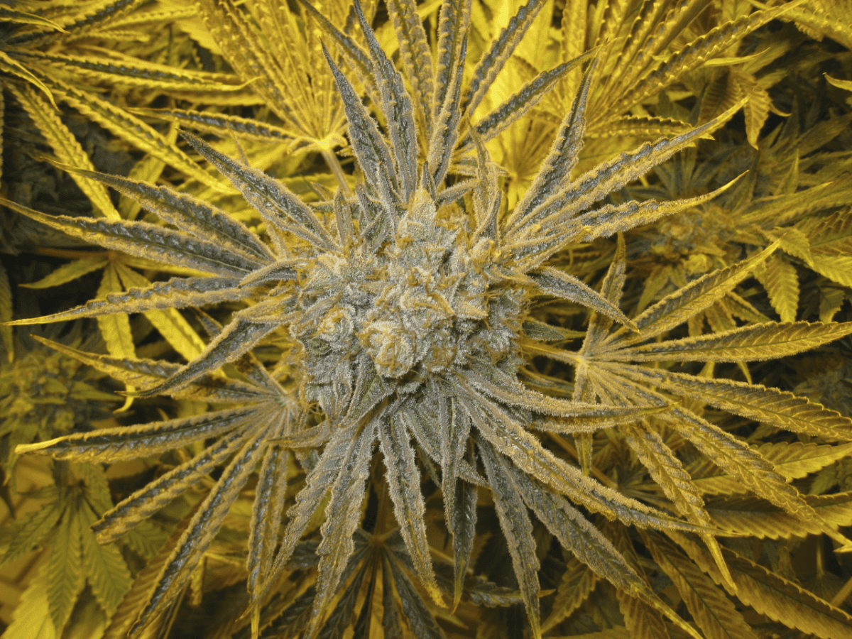 60 Days White Skunk4