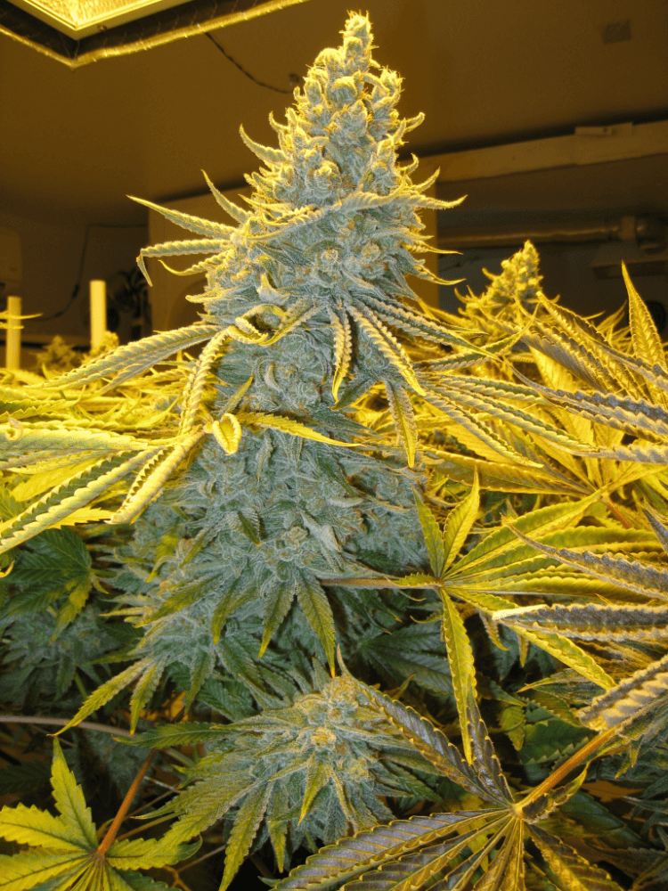 60 Days White Skunk5