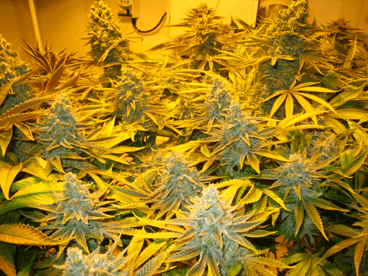 60 Days White Skunk6