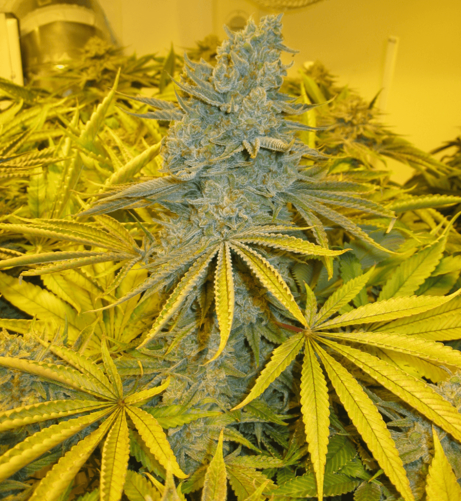 60 Days White Skunk7
