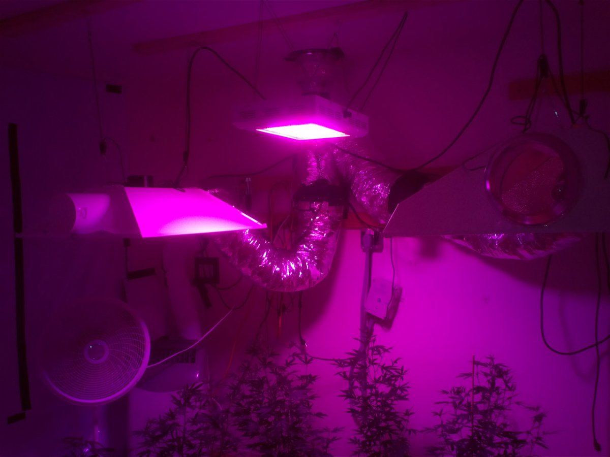 600 w proled systems 2k hps during flower purple kush