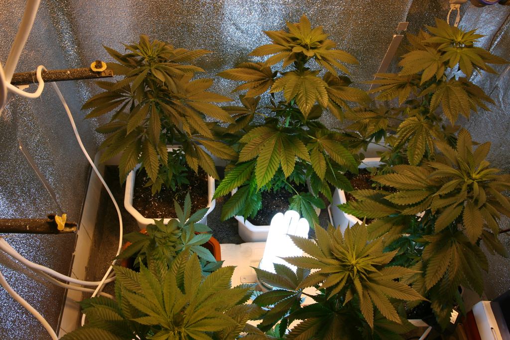 600w hps  200w cfl  is this a good thing to do 2