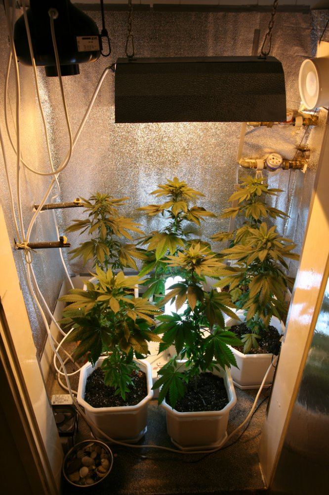 600w hps  200w cfl  is this a good thing to do 5