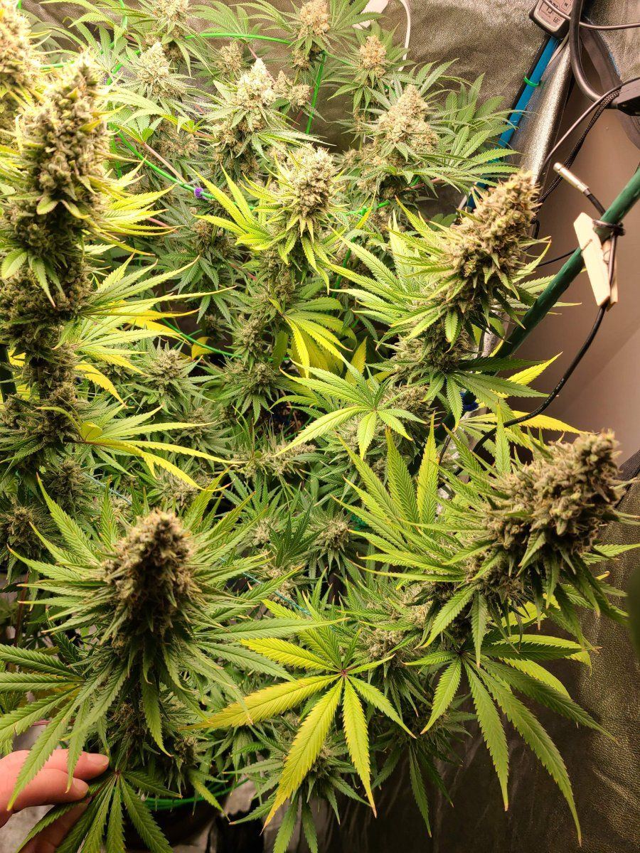 6063766 grow journal by wallywonksfemale seedsblue cheese