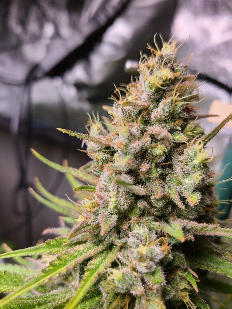 6063769 grow journal by wallywonksfemale seedsblue cheese