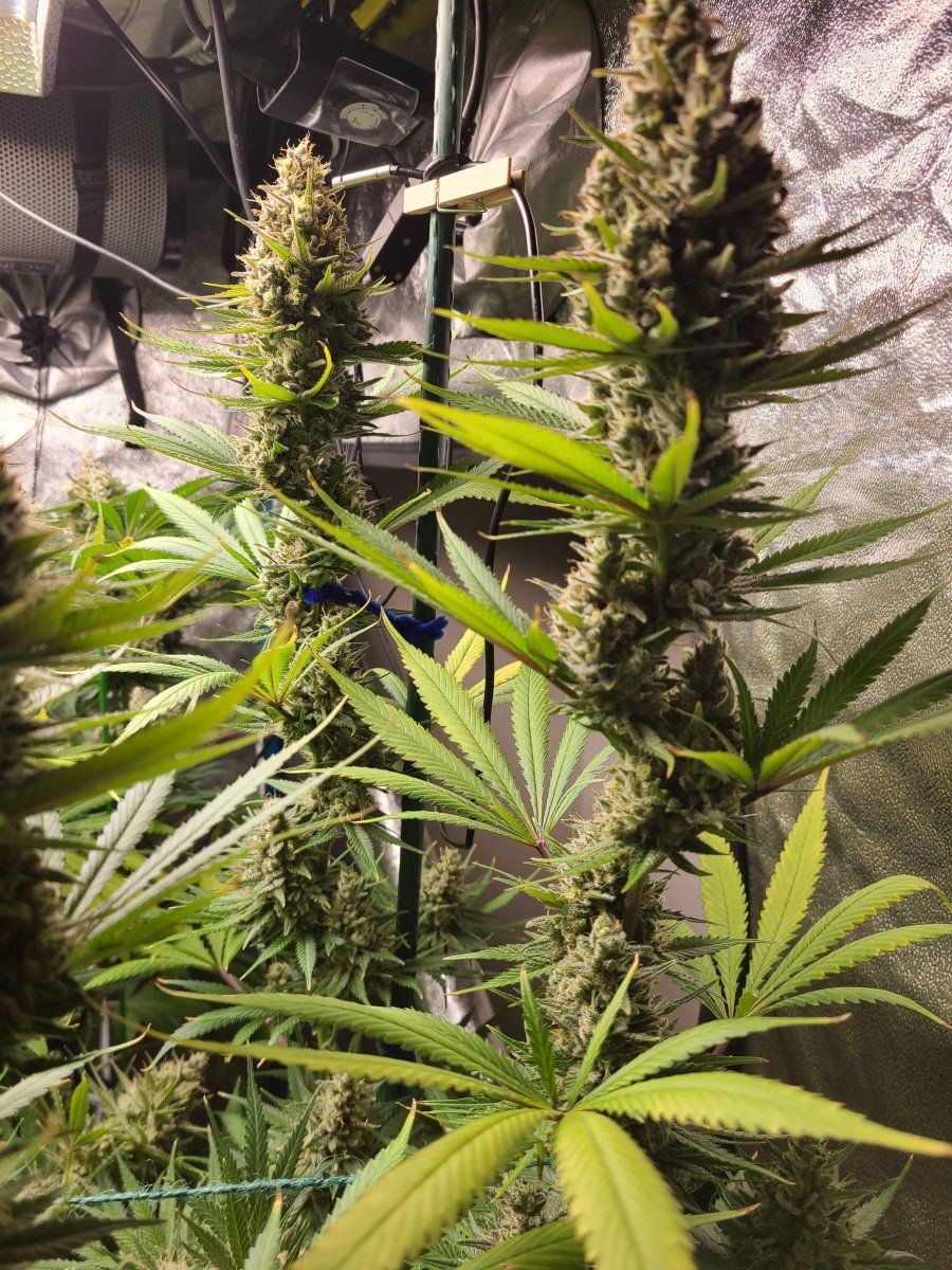 6063778 grow journal by wallywonksfemale seedsblue cheese