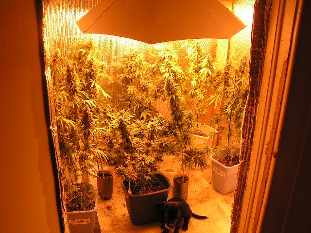 60day HPS group
