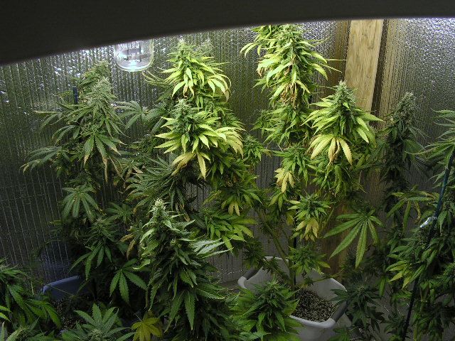 60day
