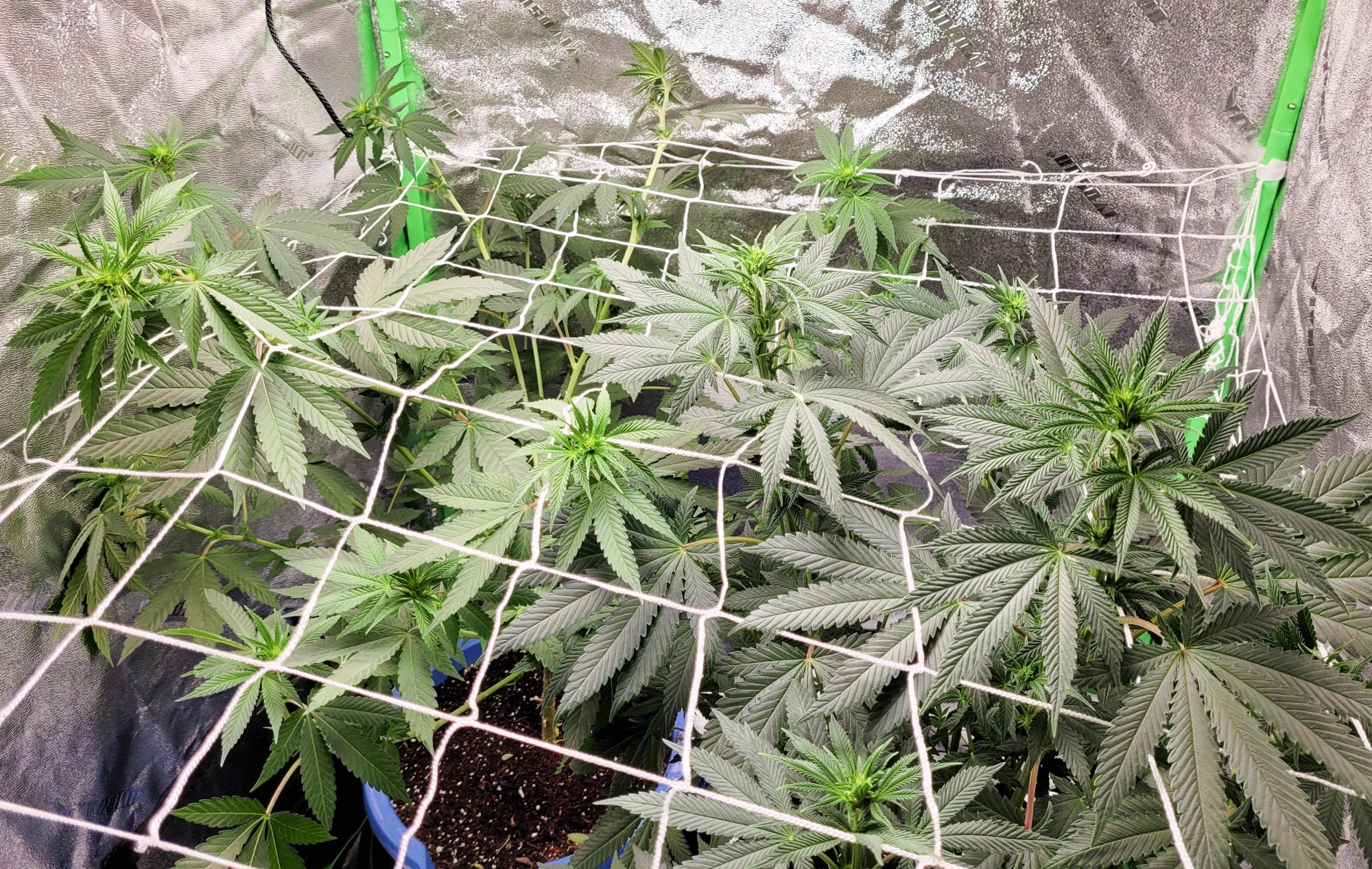 611canopy