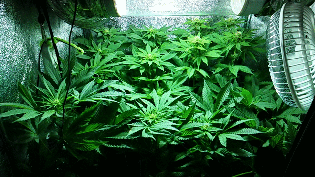 Cultivo de cannabis indoor