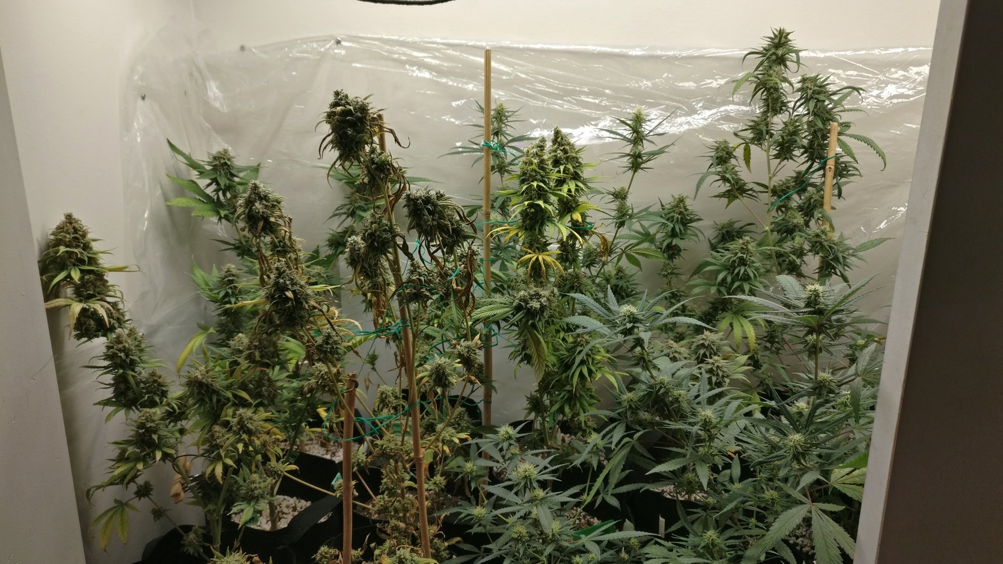 63leftflower