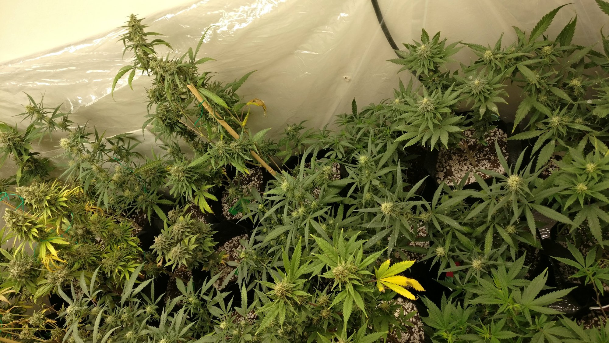 63rightflower