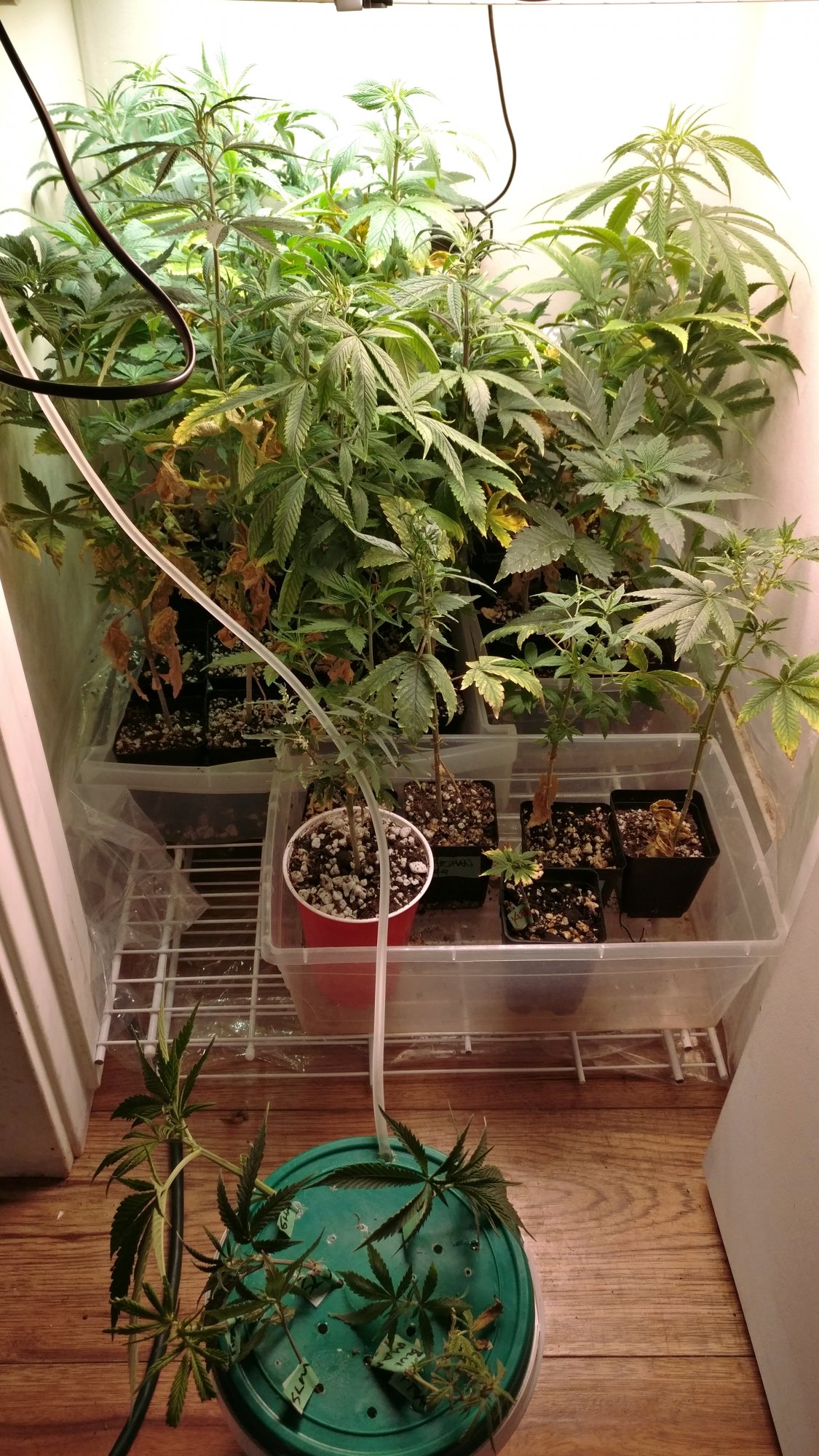 63veg