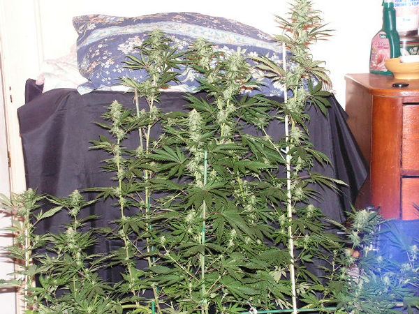 6510trainwreck29dflower med