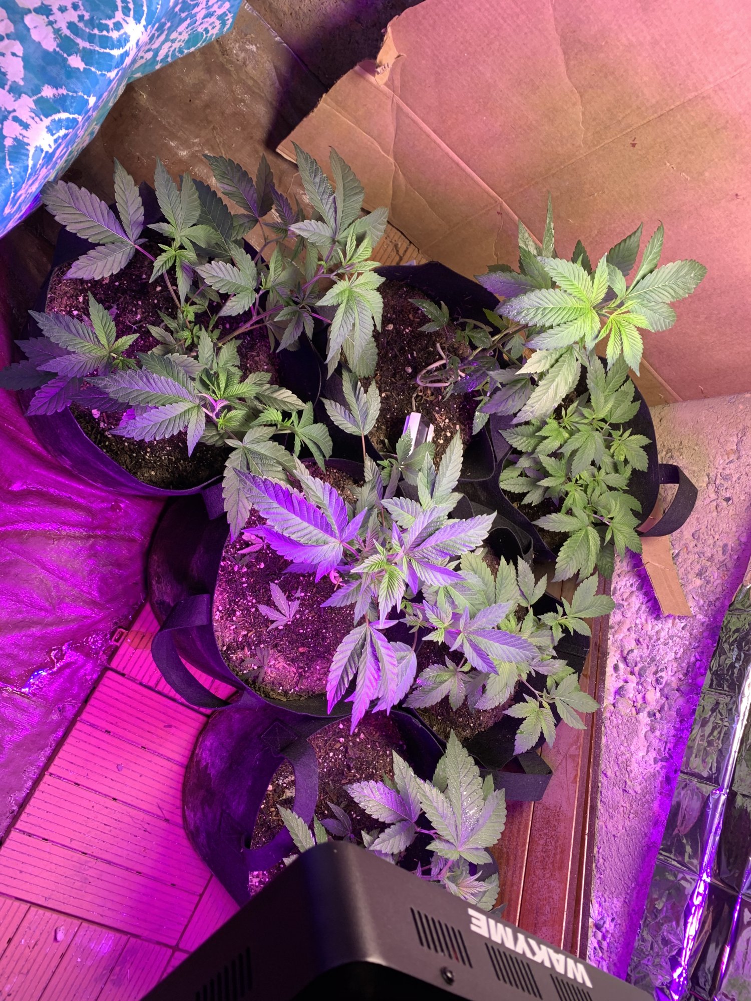 66 days first indoor learning a lot 2