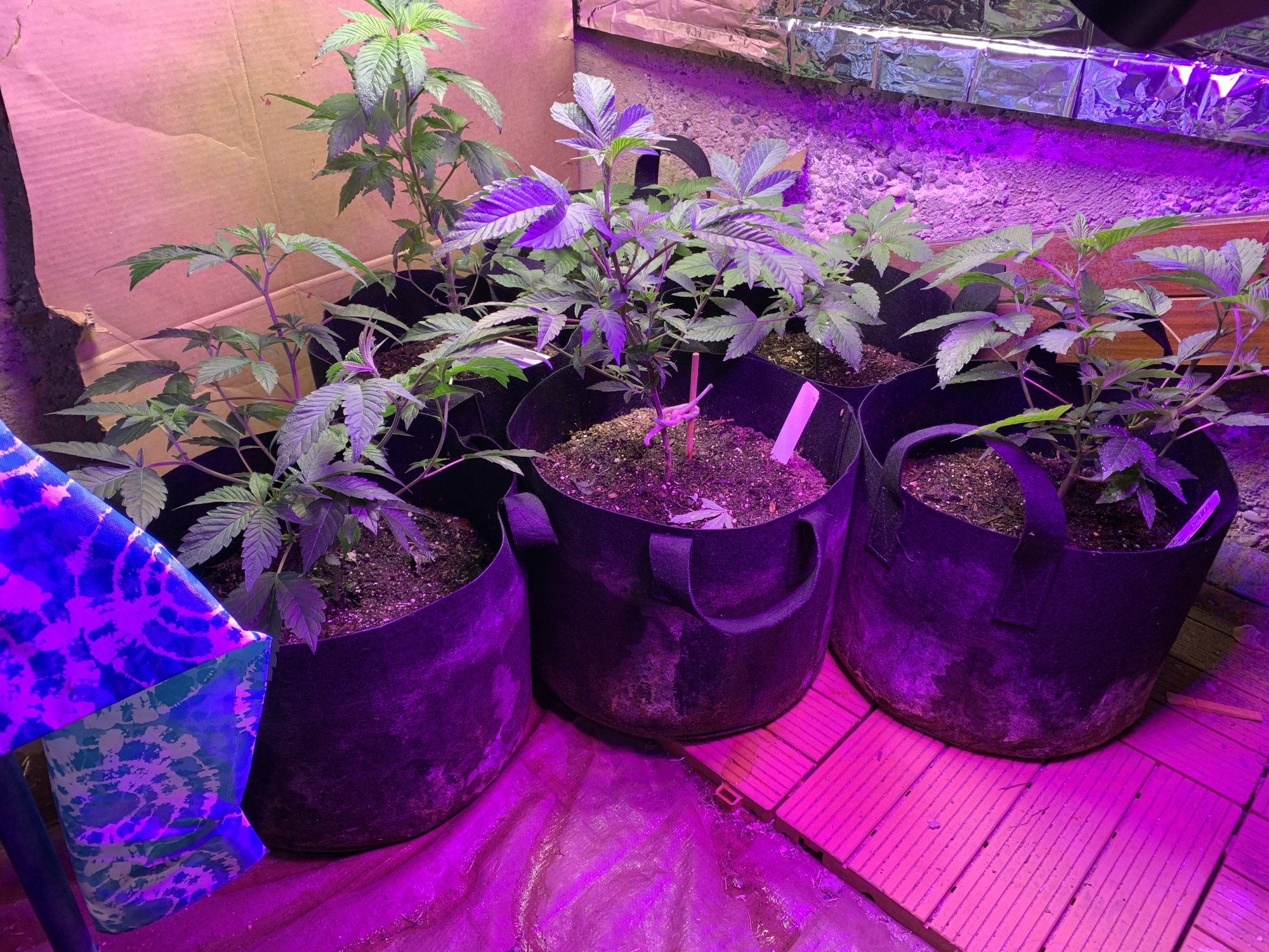 66 days first indoor learning a lot