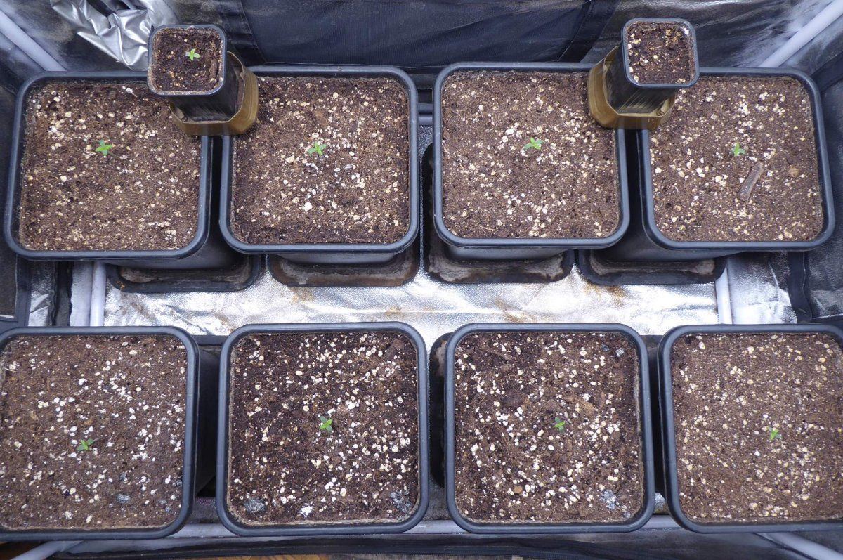 6685670 grow journal by herbaleduoriginal sensible seedswhite critical