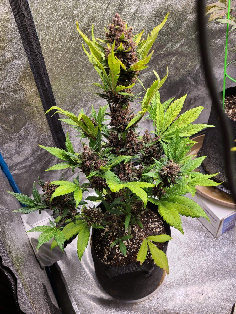 6692890 grow journal by wallywonkssweet seedsred poison auto