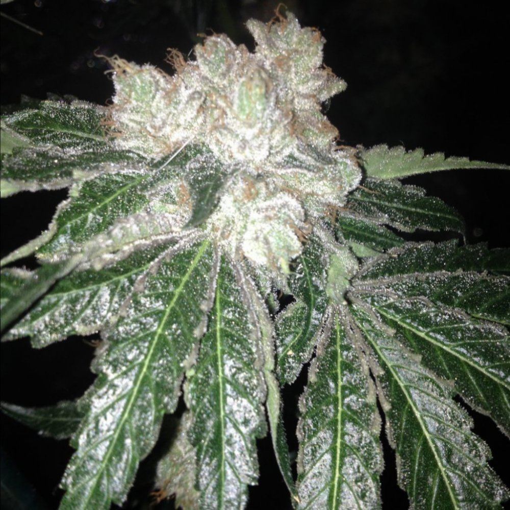 67f