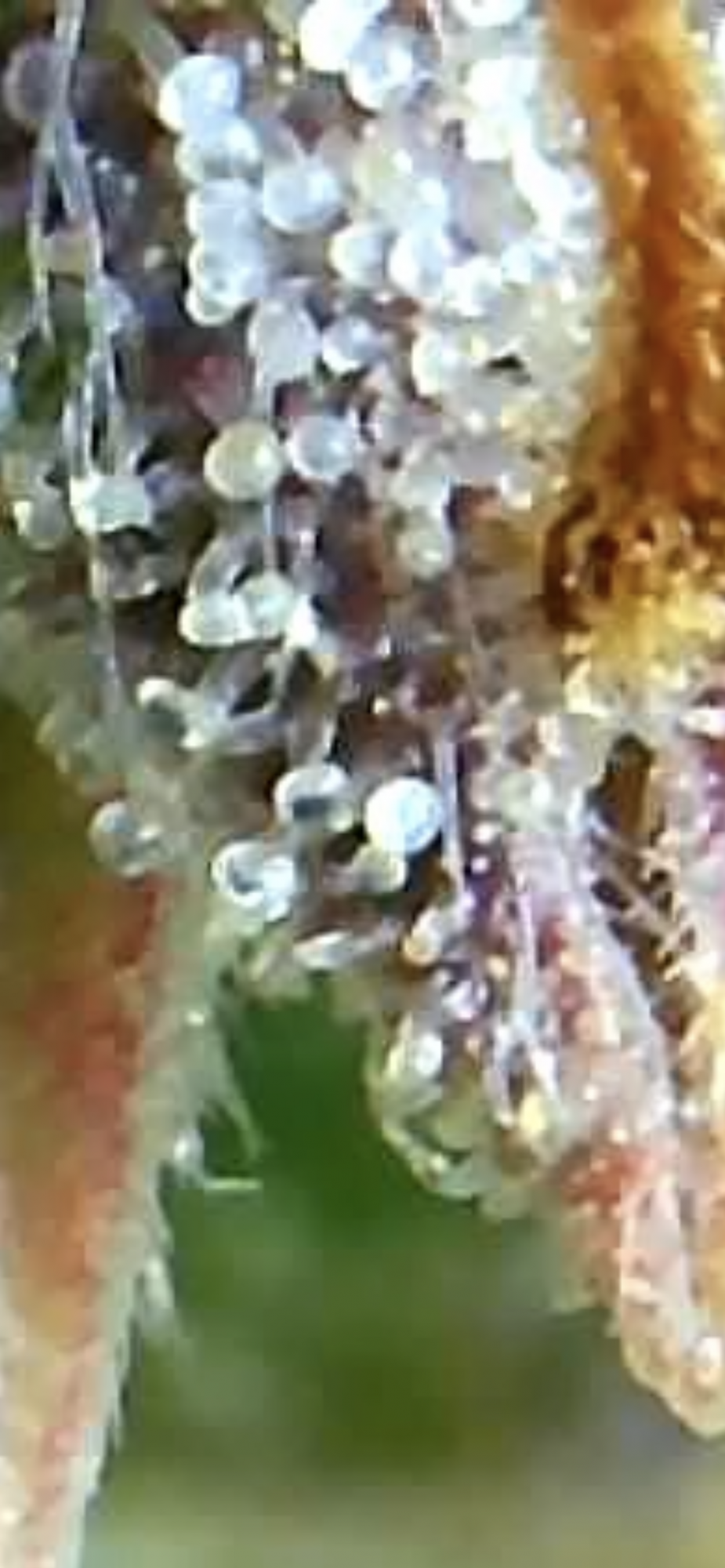 681C6EFF 5941 4417 BE12 955F848DA503