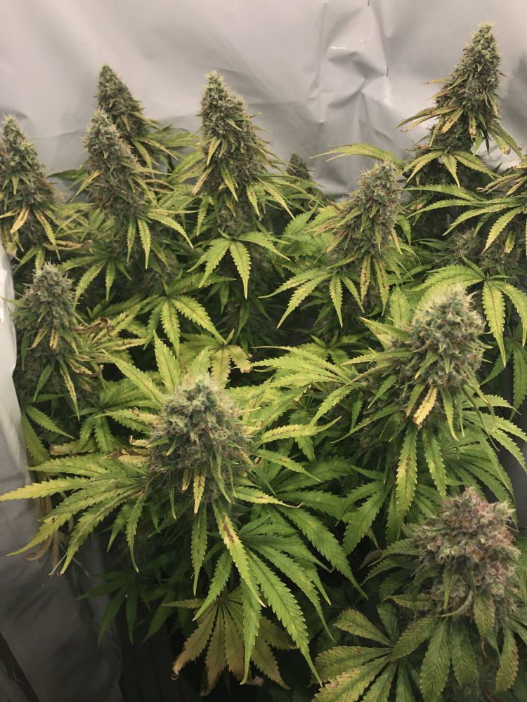 Poll- First Plant Critical Kush Harvest Time - THCFarmer