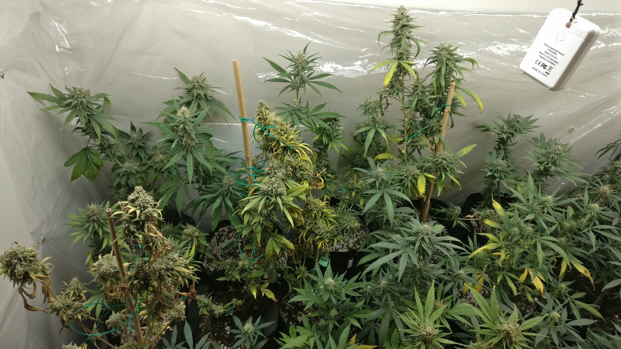 69leftflower