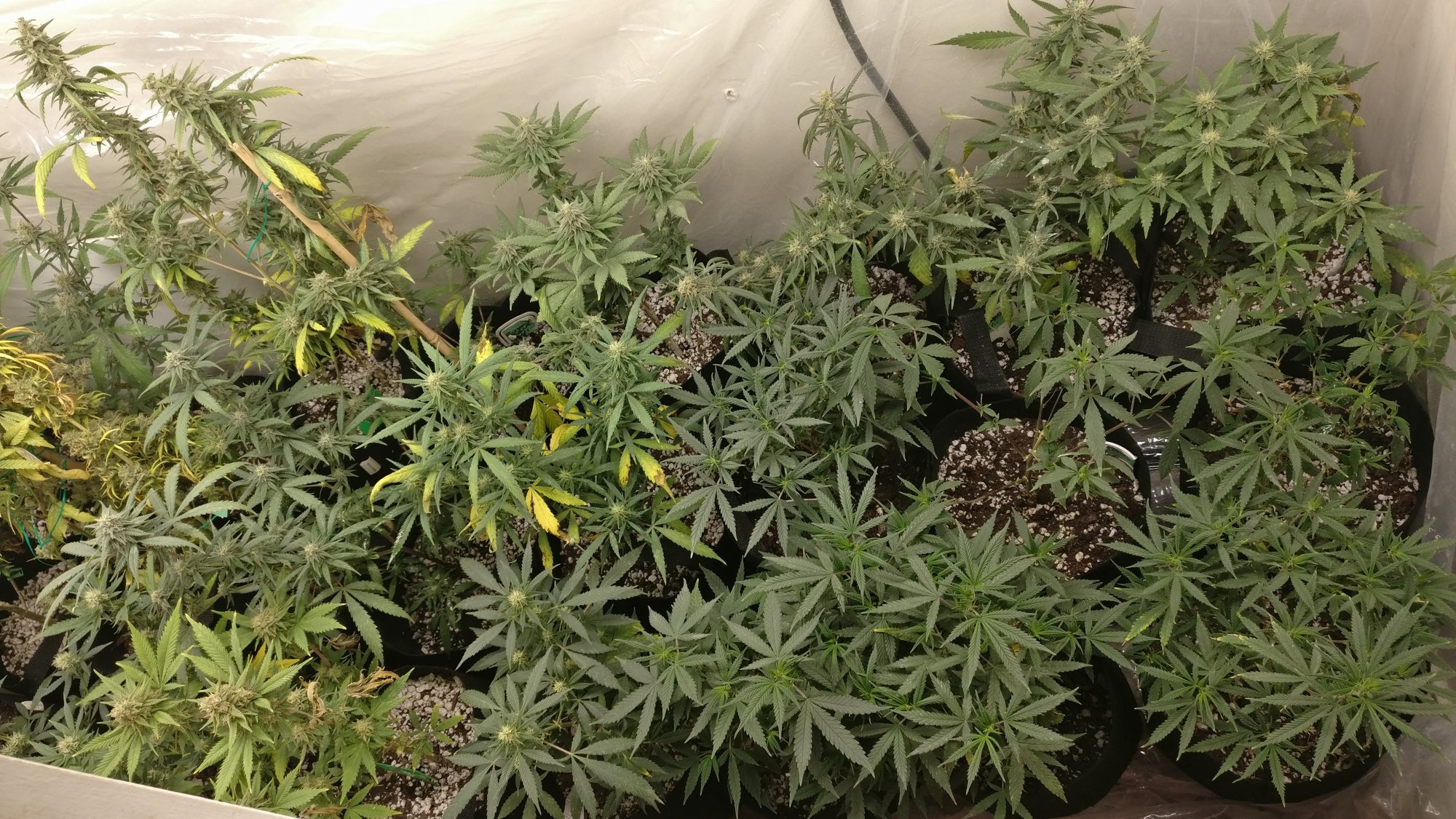69rightflower