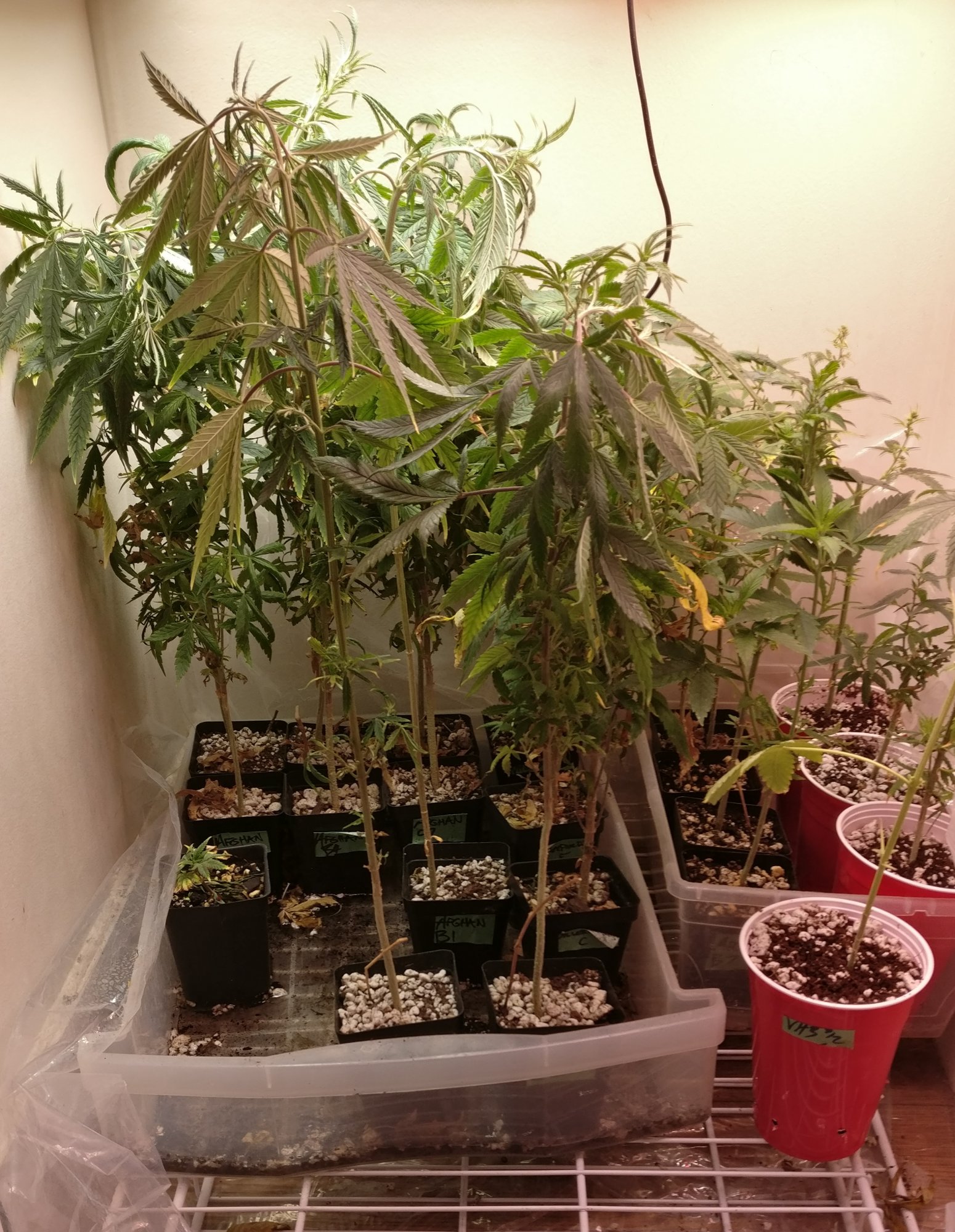 69veg