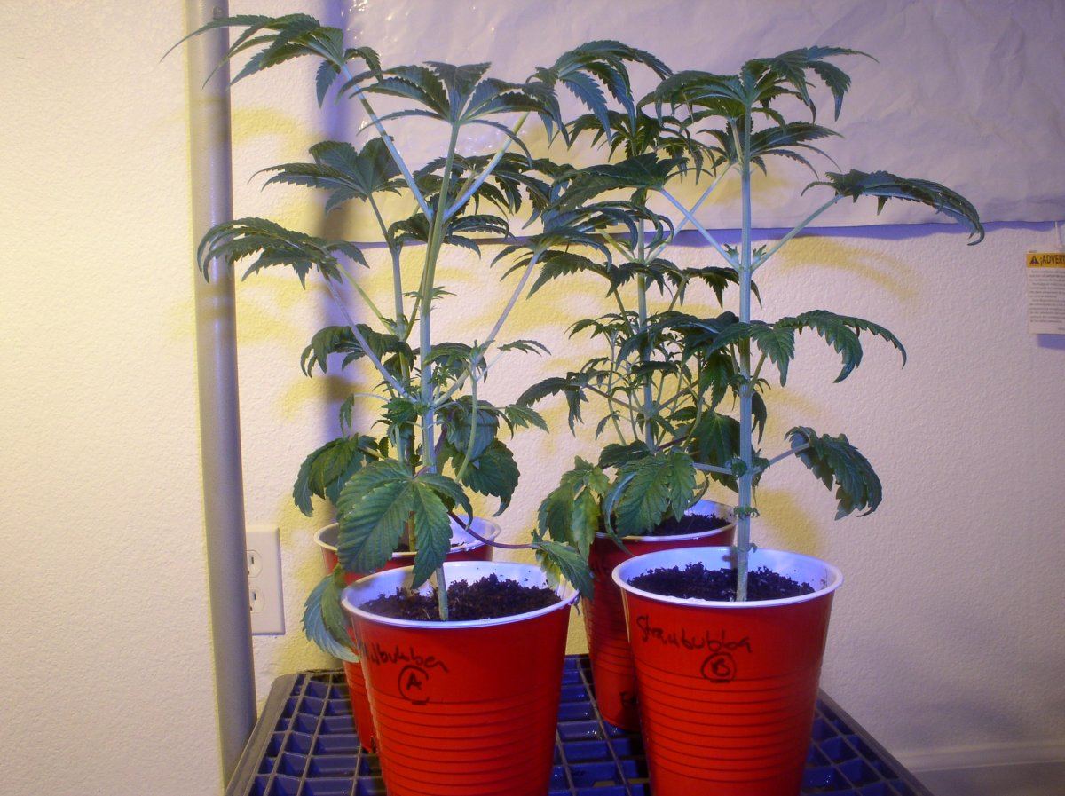 6a