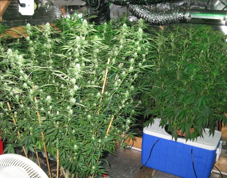 6c dro3