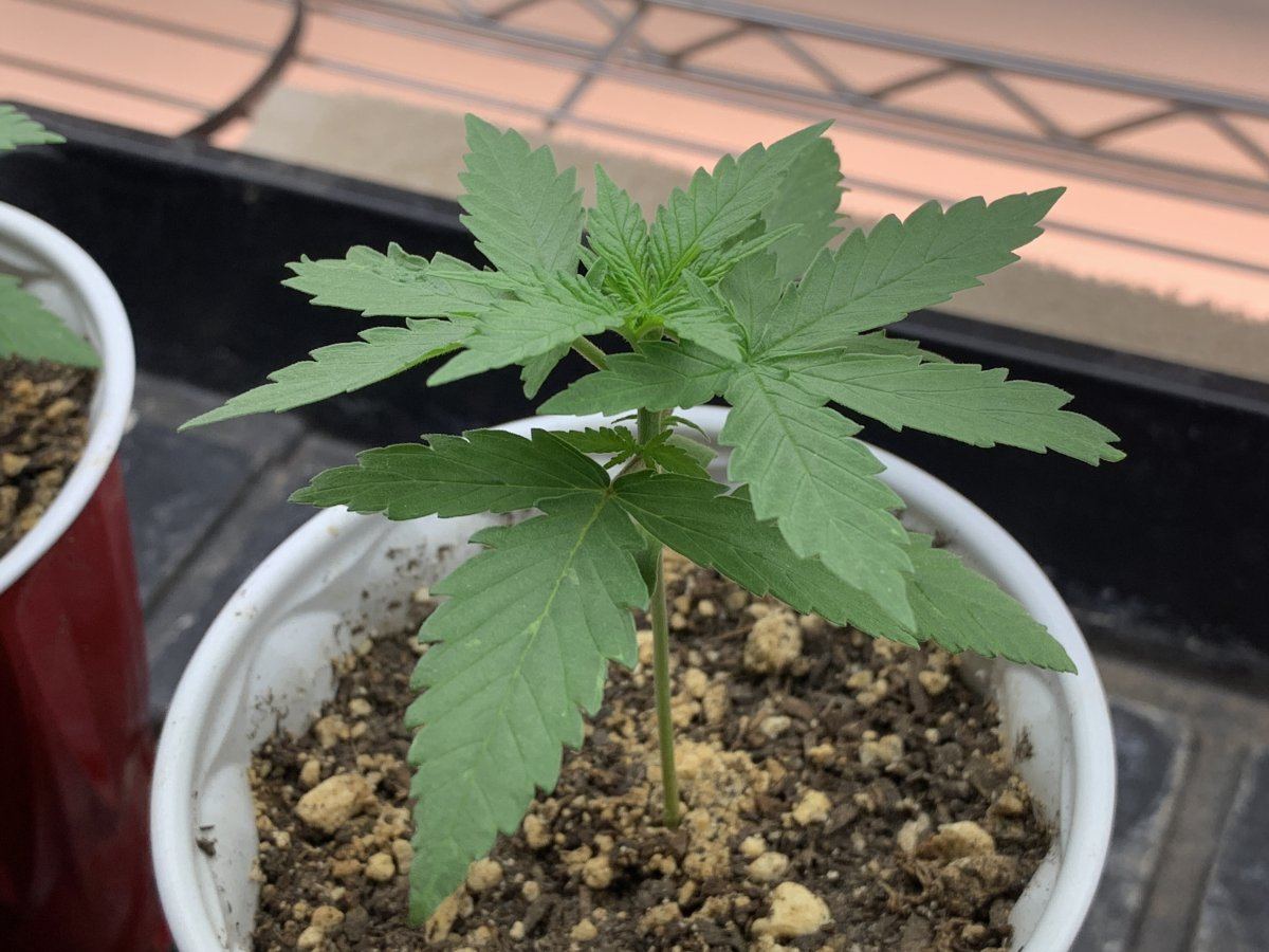 6ECD18FD FBDF 4D53 AE29 AC1CF6793A74
