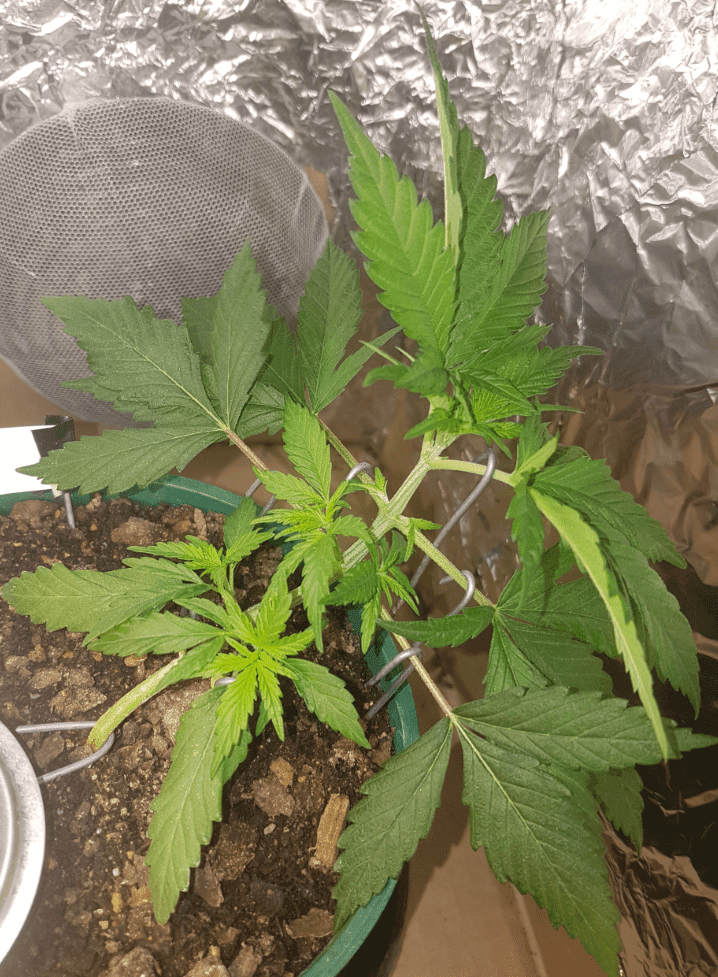 6May17 LST Lizma