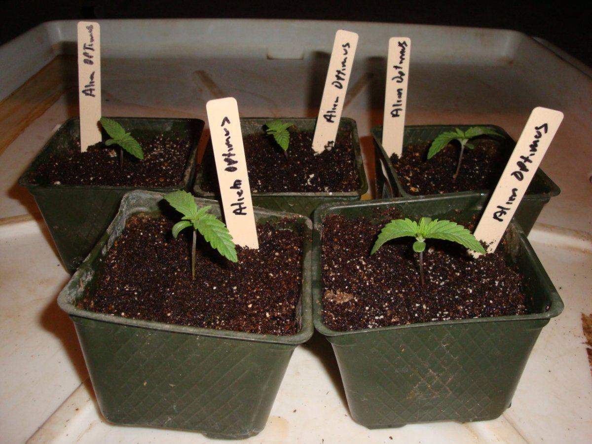 6optimusseedlings