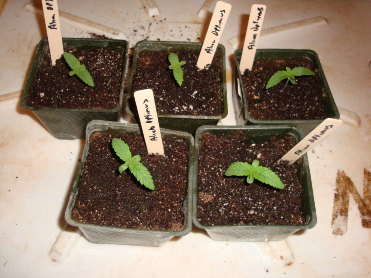 6optimusseedlings2