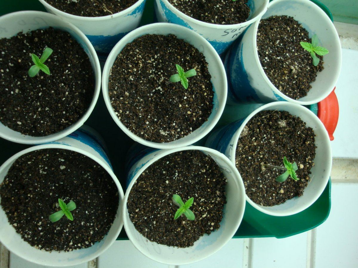 6roarge seedlings