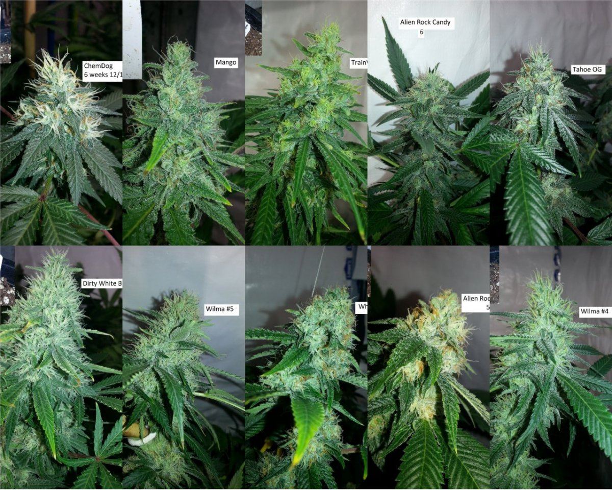 6Week