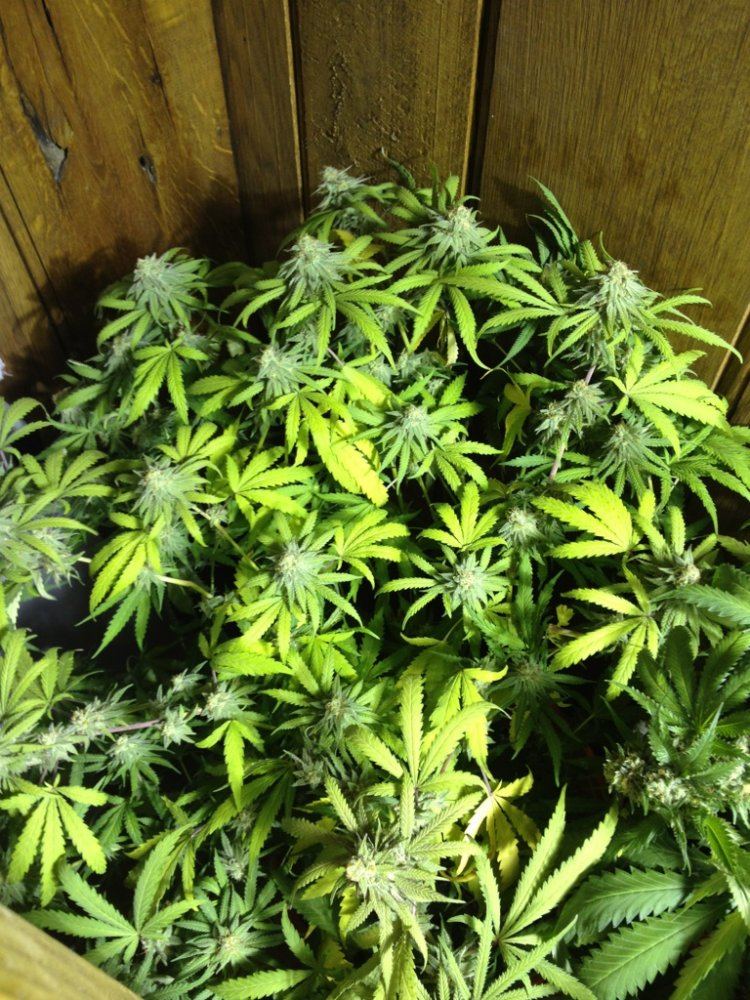 6wkallgdp