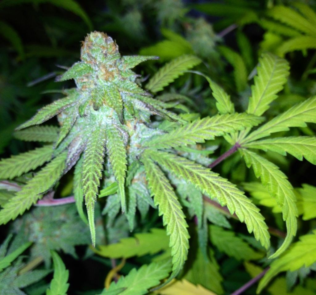 6wkgdp