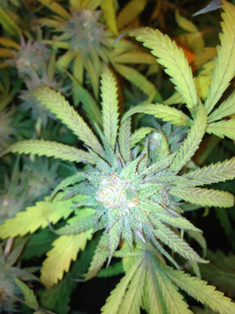 6wkgdp