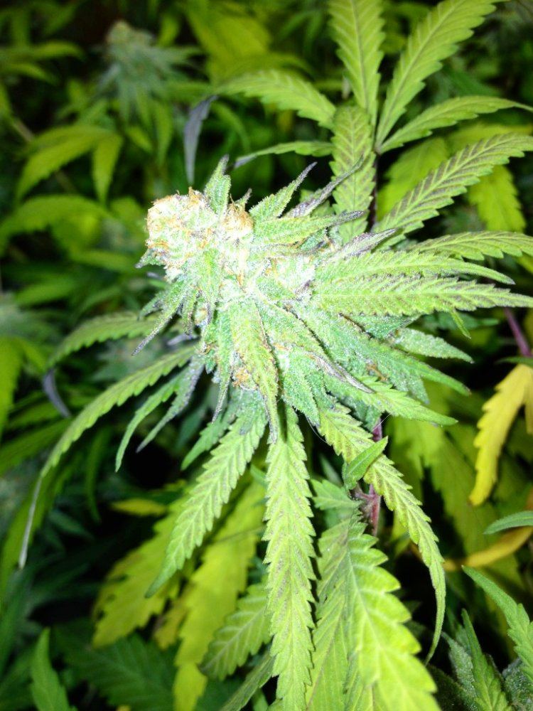 6wkgdpnug