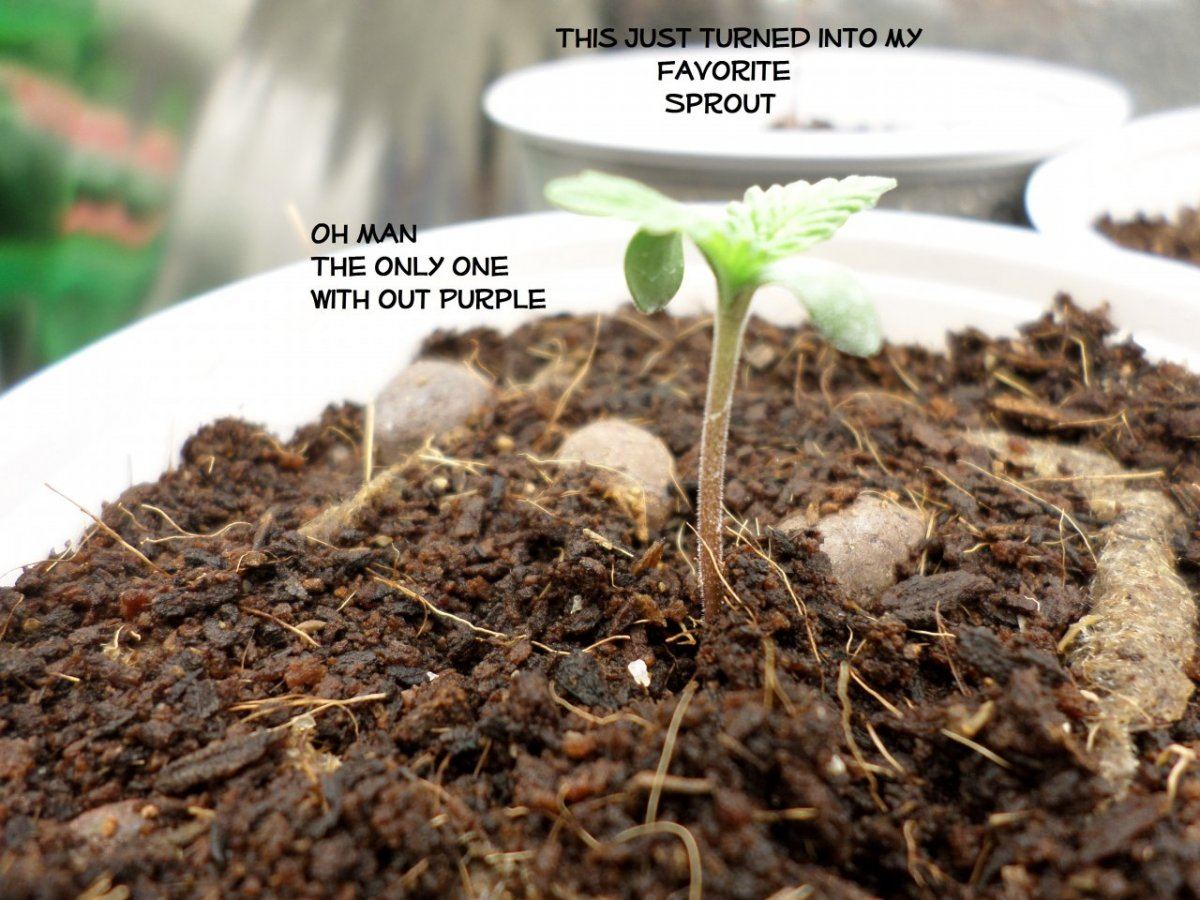 7 10 14 Sprouts1