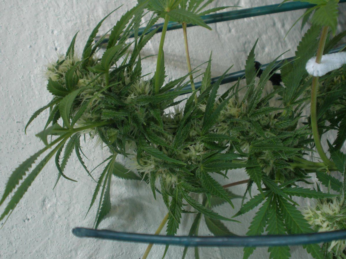 7 10 2009 Humboldt